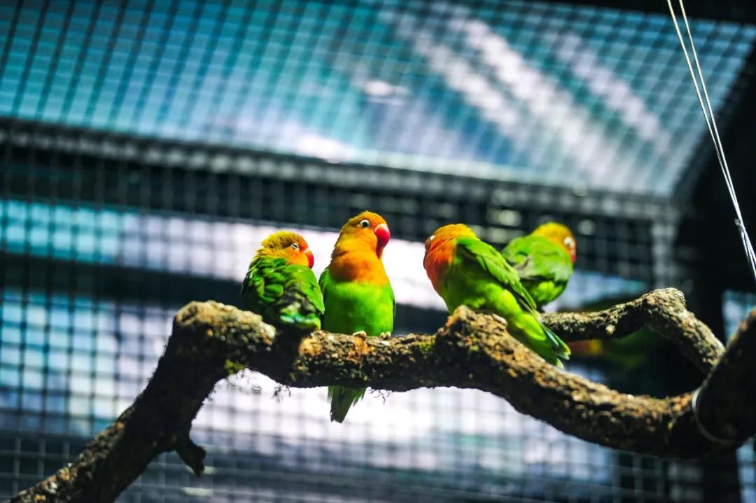 免费！森林物语•虫现江湖，“热带雨林”空降济南！
