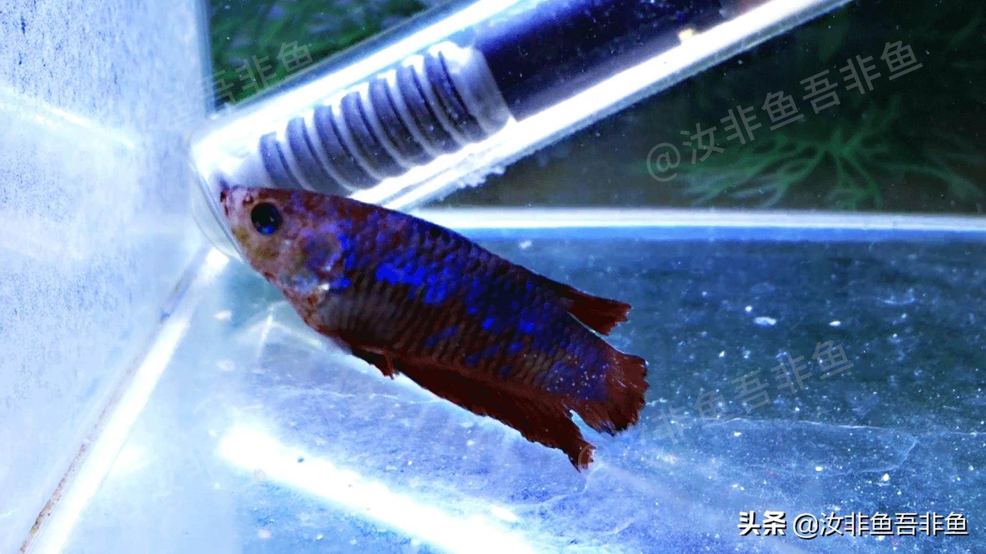 斗鱼白点病治疗过程图片,斗鱼白点病怎么治最好