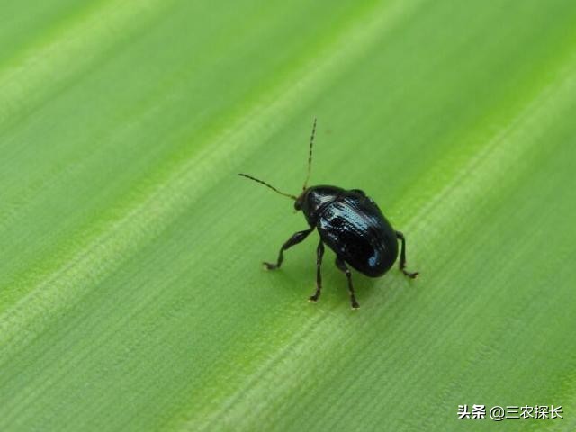 认识害虫和益虫视频,认识害虫教案