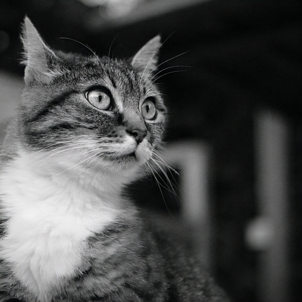 我家猫总是无视我只和其他猫亲近,猫想和人亲近又害怕