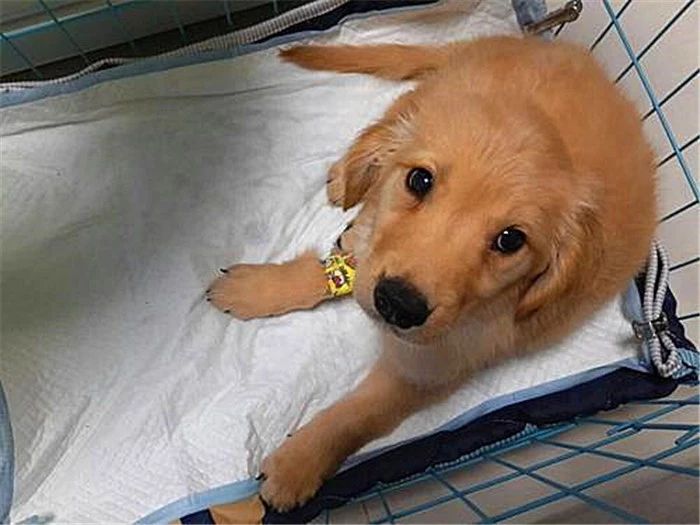 幼犬感染犬细小后并不会变得“又细又小”,其实犬瘟热才是