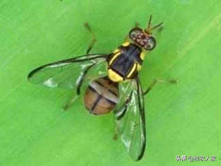 果实蝇诱捕剂越诱越多,实蝇诱捕器用什么药