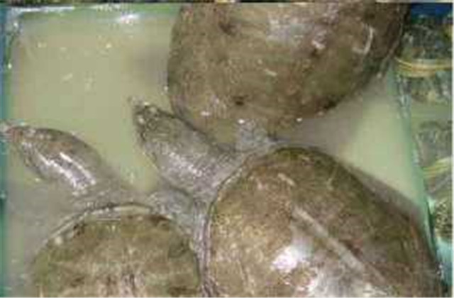 中华鳖饲养管理技术,中华鳖的养殖周期是多少