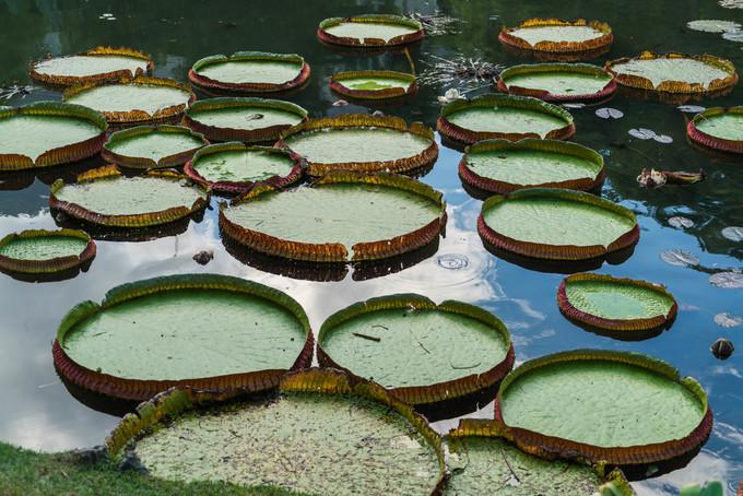 再次拥抱巴西，千万种风情想与你诉说,上）