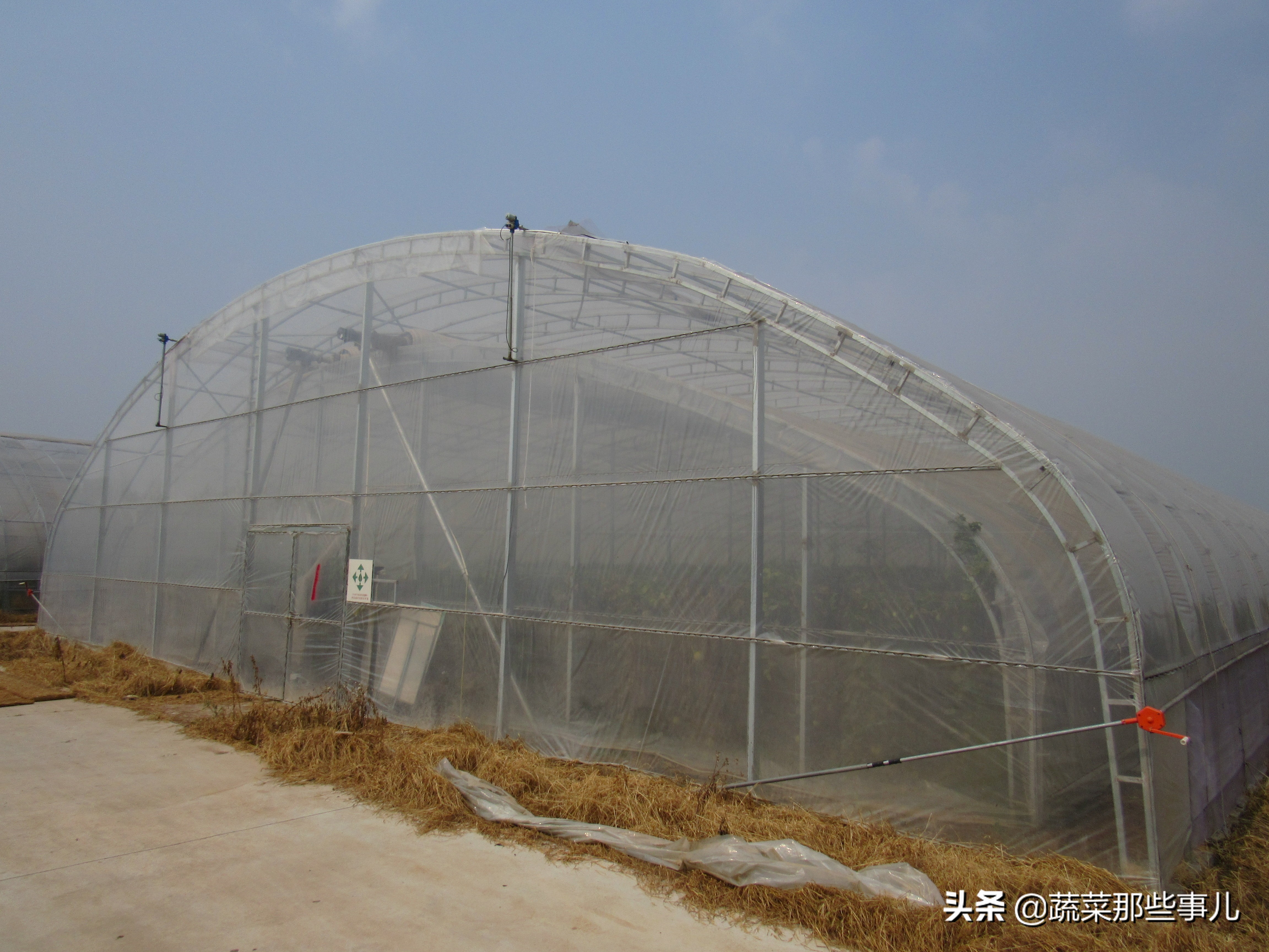 大棚种菜有哪些优势,大棚最适合种什么最赚钱