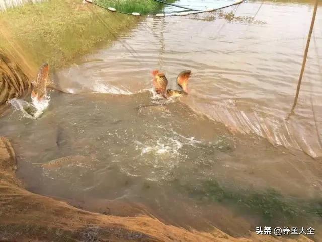 养金龙鱼过程马来西亚,马来西亚养金龙