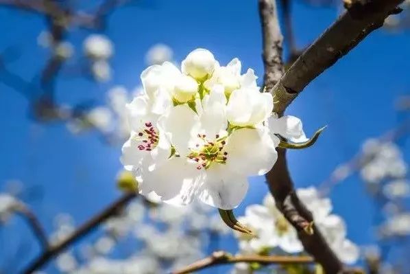 京郊四月美景,京郊四月