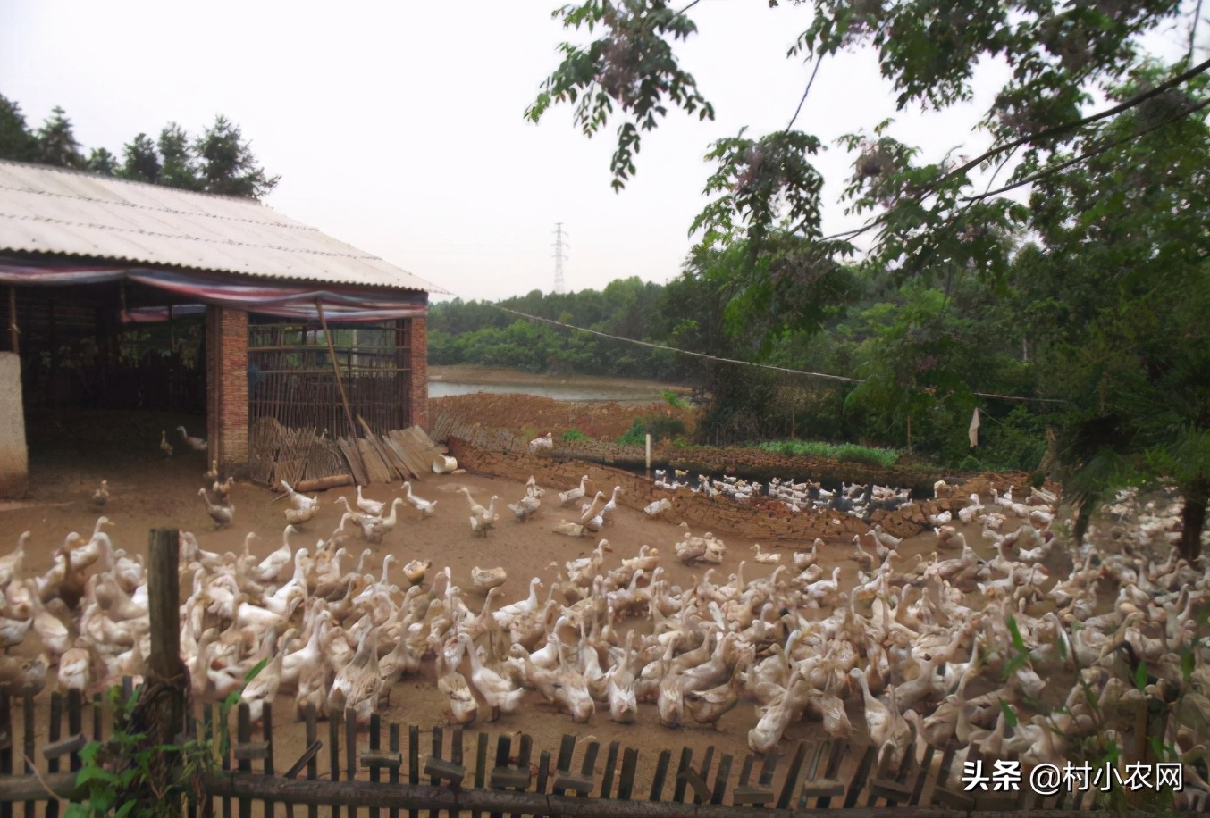 2024农村创业种植什么前景好,农民创业适合种什么