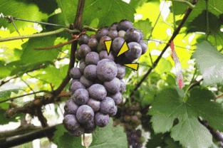 为什么美国人切除子宫,美国每年多少人切除胆囊