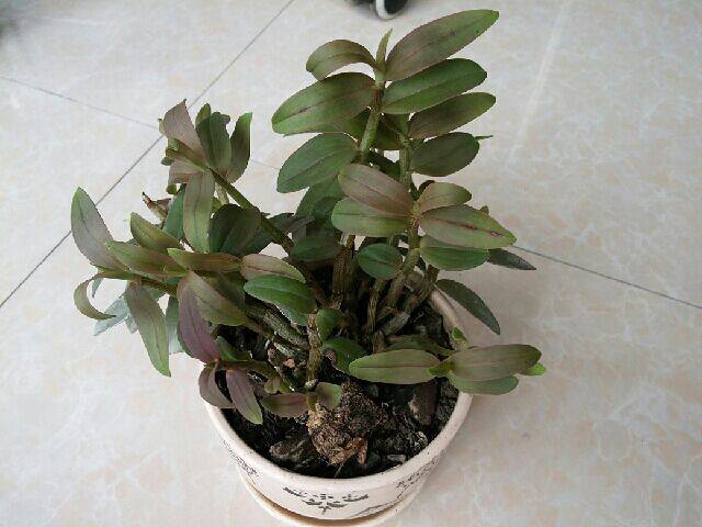 石斛兰冬天叶子发黄是什么原因,石斛兰多棵种在一个盆里会黄叶吗