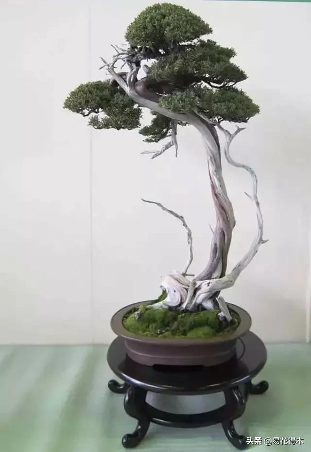 盆景舍利什么时候刷石硫合剂,舍利干罗汉松盆景