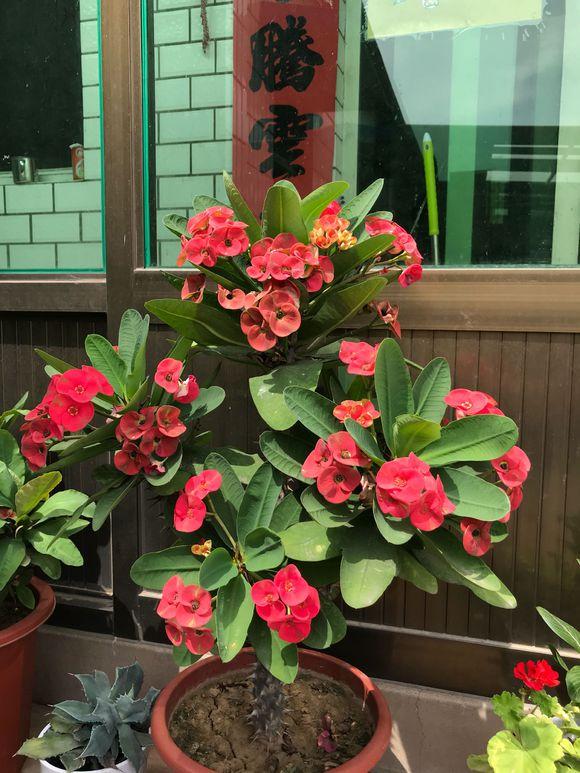 开花机器金铃花,开花机器蔷薇品种