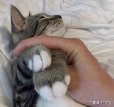 猫咪被蜜蜂蜇自己抓破了,猫咪被蜜蜂蛰了找不到刺