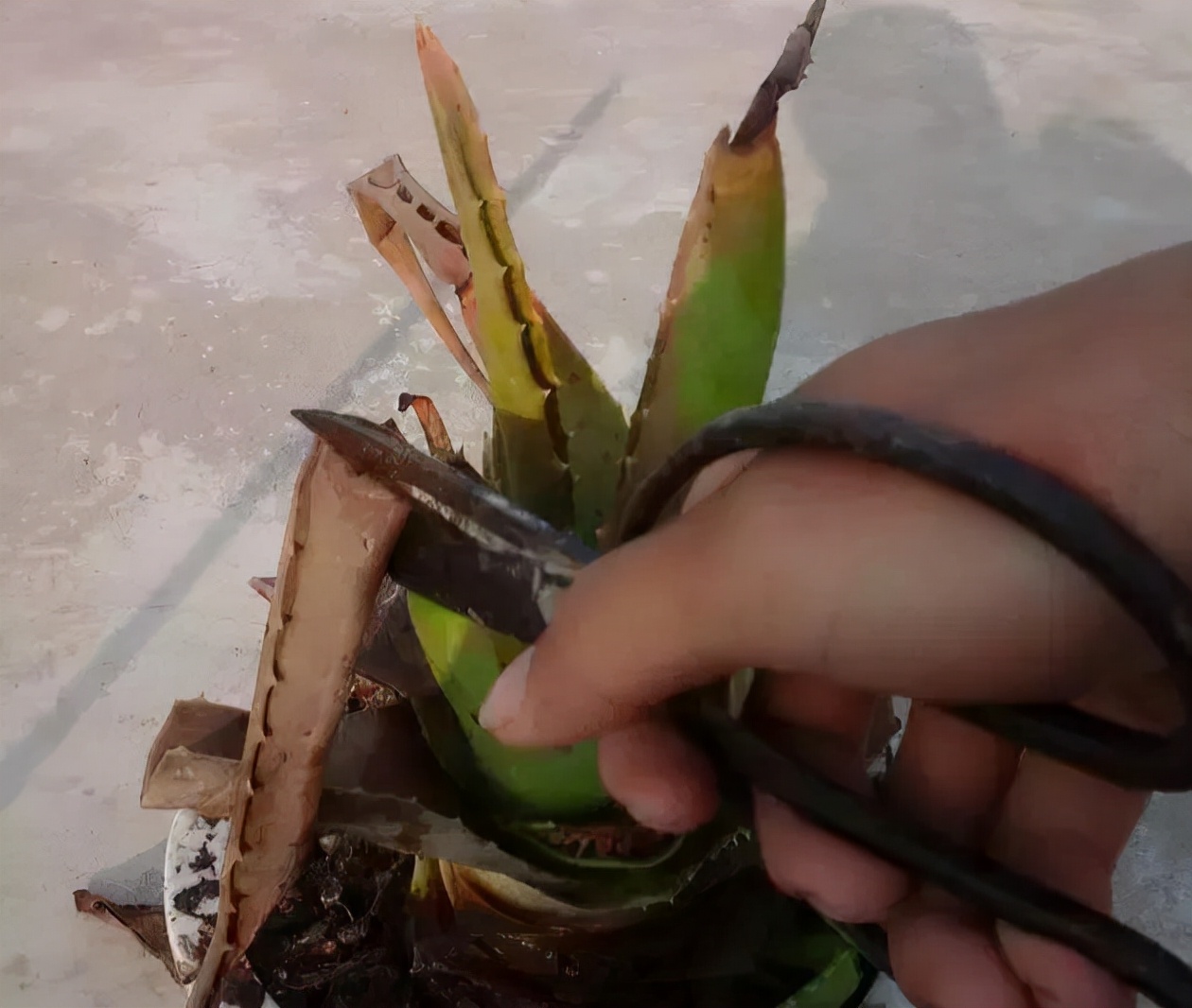 22种花耐旱耐热,天冷种花要注意什么