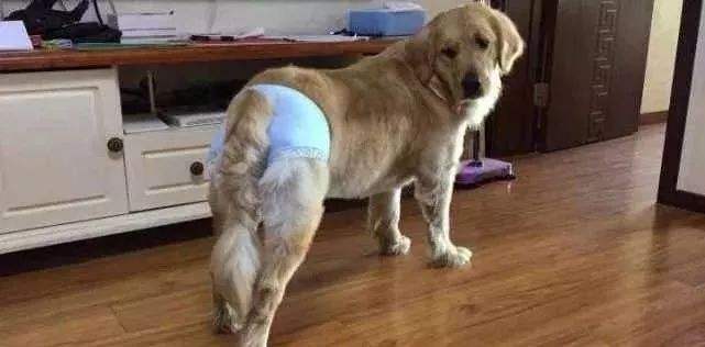 当狗狗来大姨妈，铲屎官用4个举动俘获TA的芳心，多喝热水不算