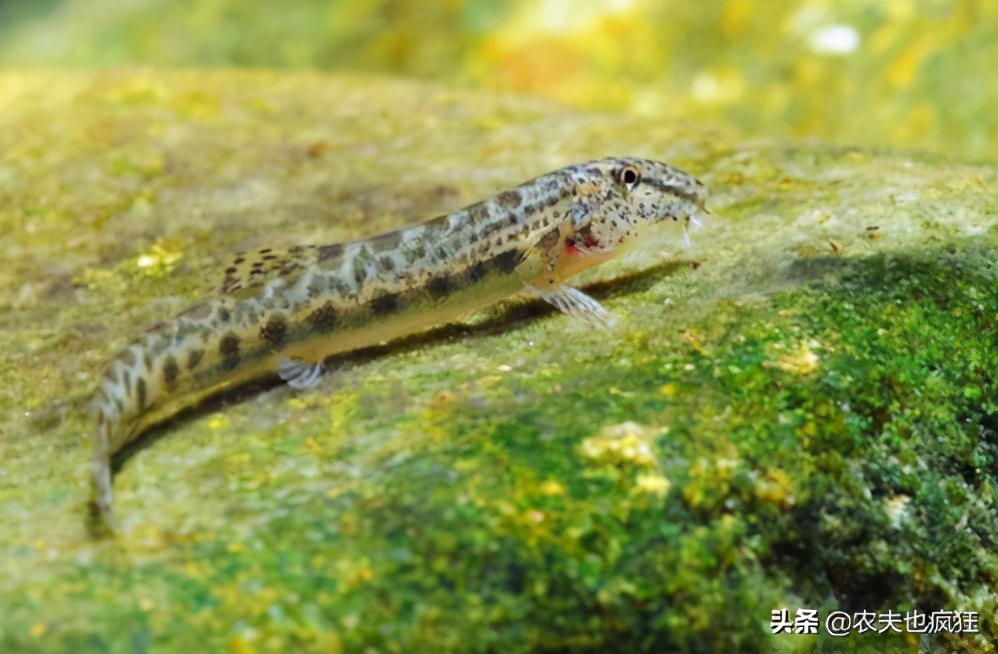 酷似泥鳅，俗称“花泥鳅”，至今不知道学名，你认识吗？