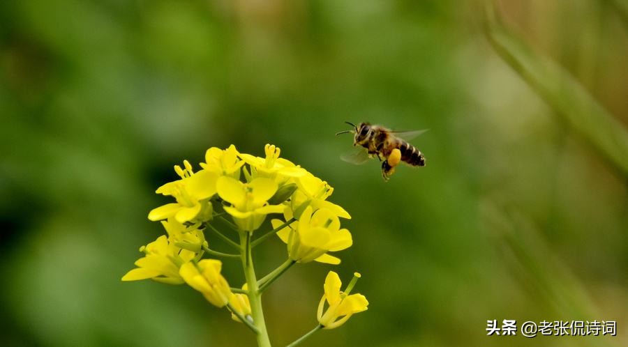诗人看到蜜蜂采蜜，写下一首唐诗，其中却有强烈讽刺