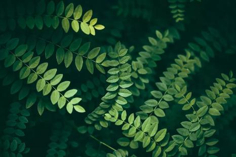 雄黄粉能驱蛇吗对人畜有无危害,蛇为什么害怕雄黄粉