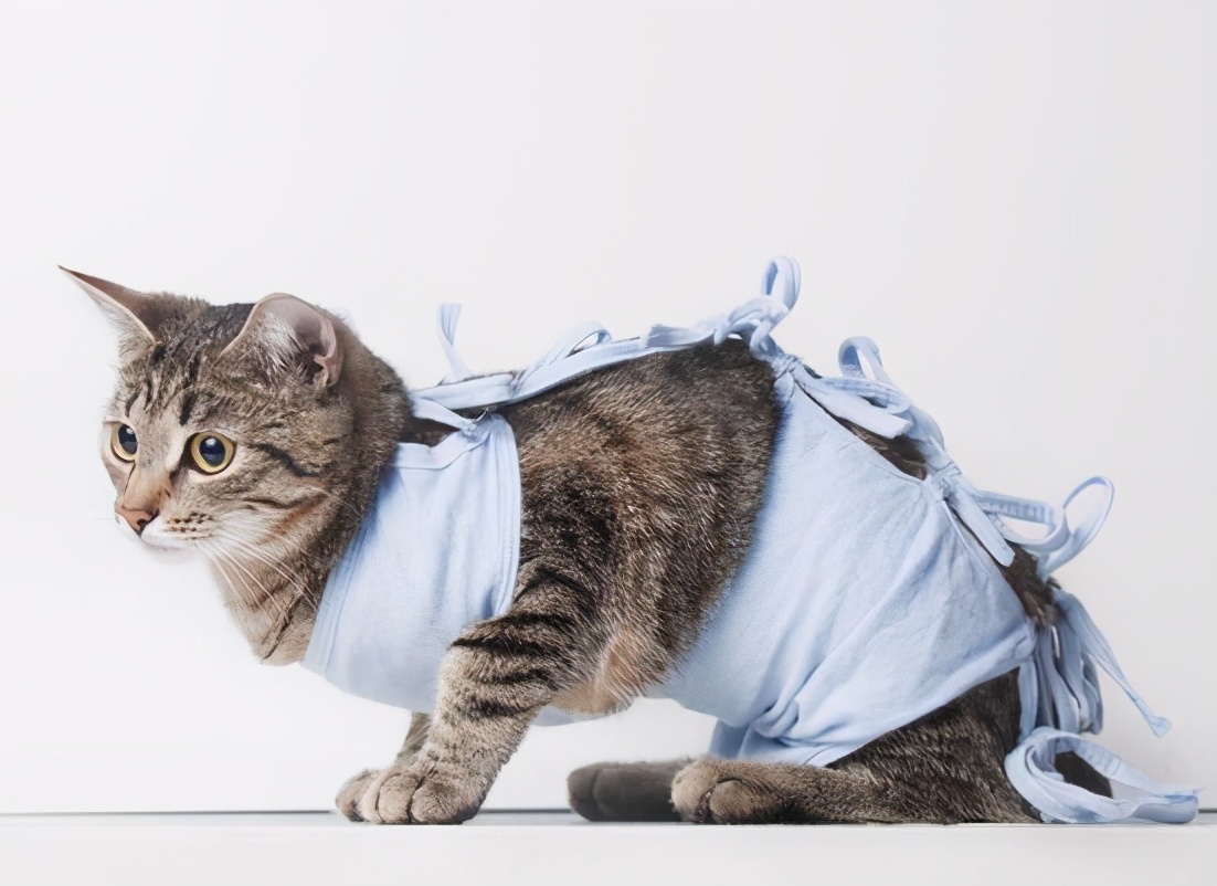 杭州绝育宠物医院排行,惠州瑞派宠物医院绝育靠谱吗