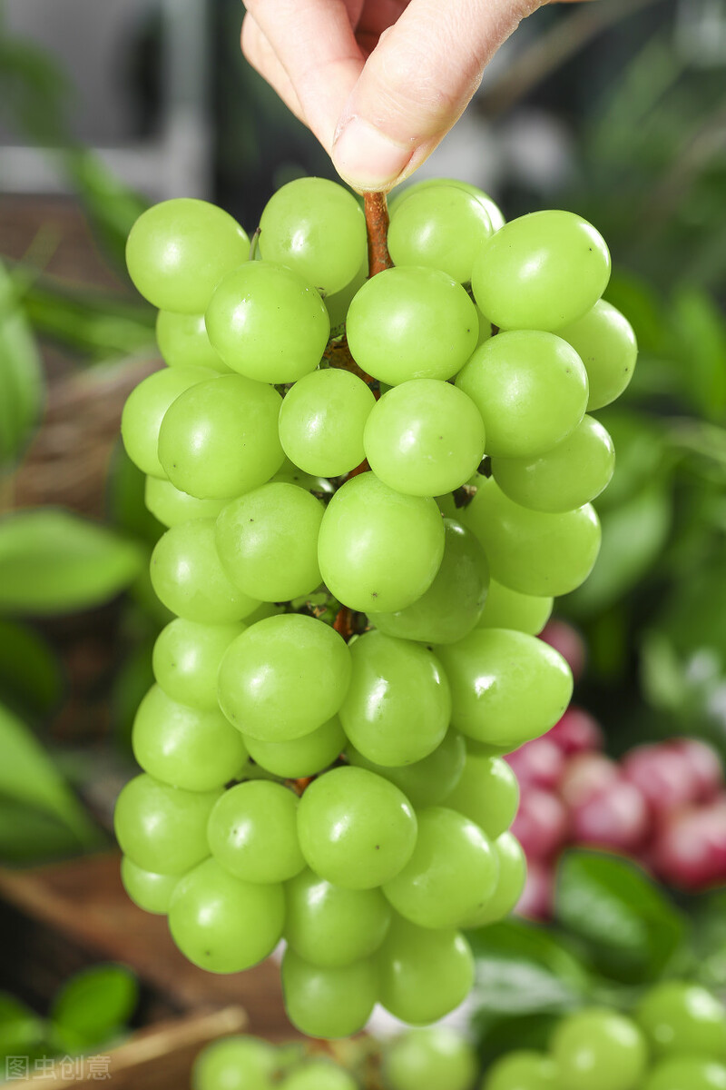 阳光玫瑰第二次膨大期怎么识别,阳光玫瑰膨大处理到硬核期多少天