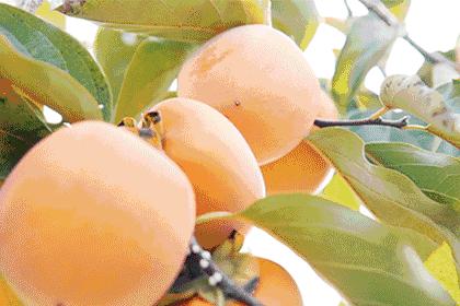 男子吃柿饼抢救,一男子吃橘子进医院