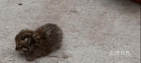 黑龙江一村民发现狐狸,黑龙江村民发现一窝小山狸子