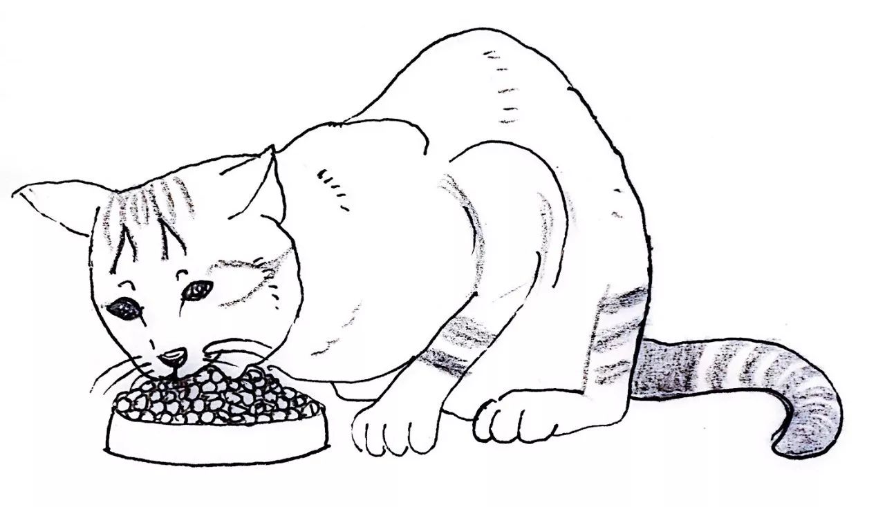 关于猫咪怀孕和生小猫