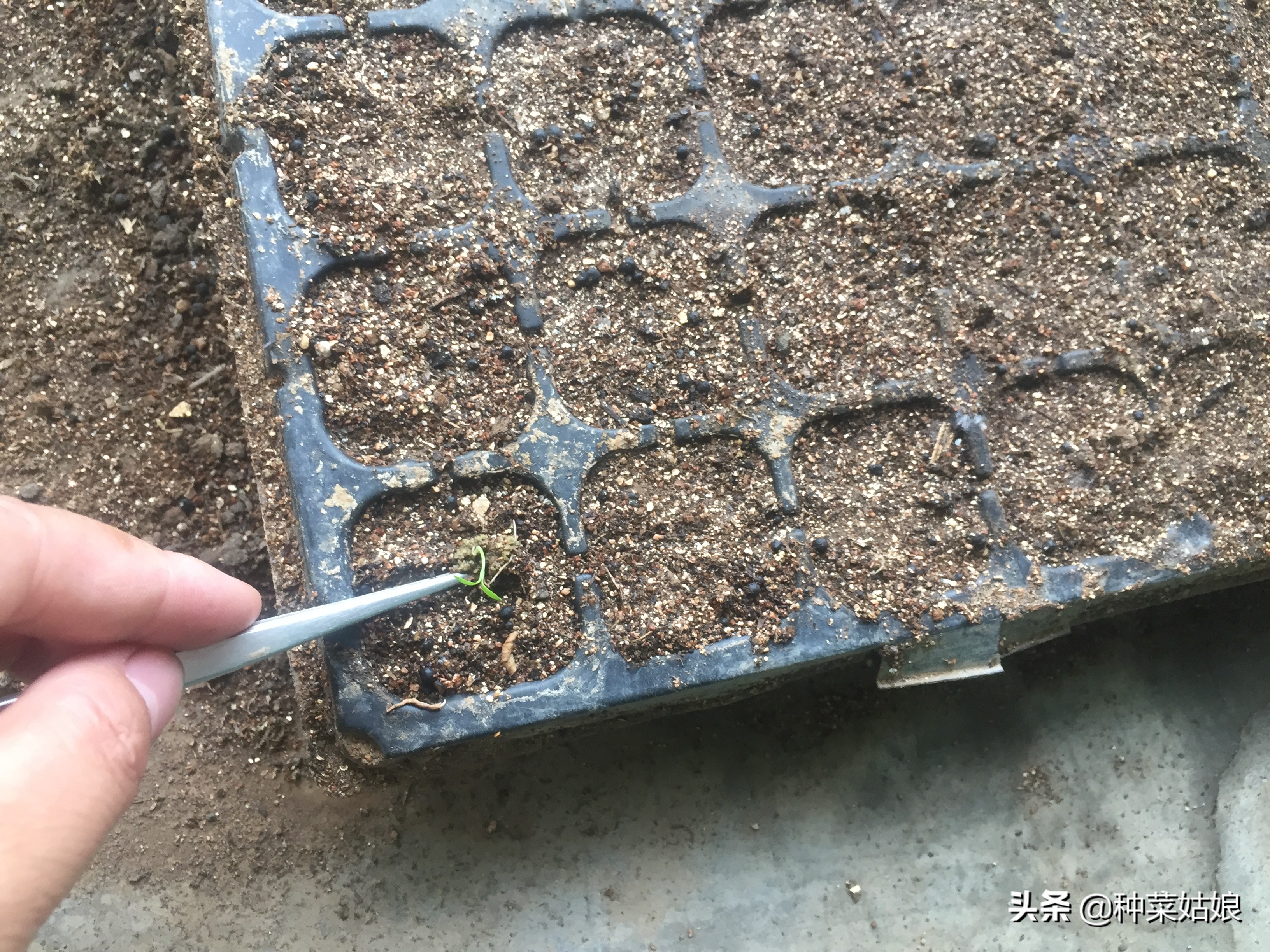 种植蔬菜，出苗老是又细又长怎么办，掌握这些栽培技术，轻松解决