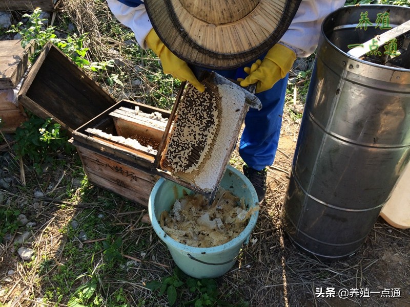 蜜蜂养殖新技术及注意事项有哪些,蜜蜂养殖技术蜂群管理要点