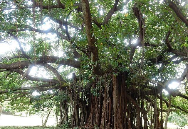 榕树移栽发芽慢,榕树养殖温度