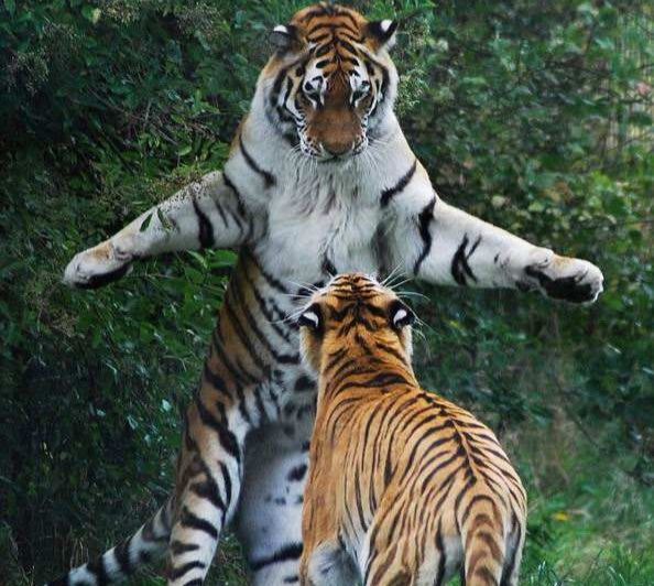 带纹身的打不过狮子吗,狮子和老虎打架打不过带纹身的