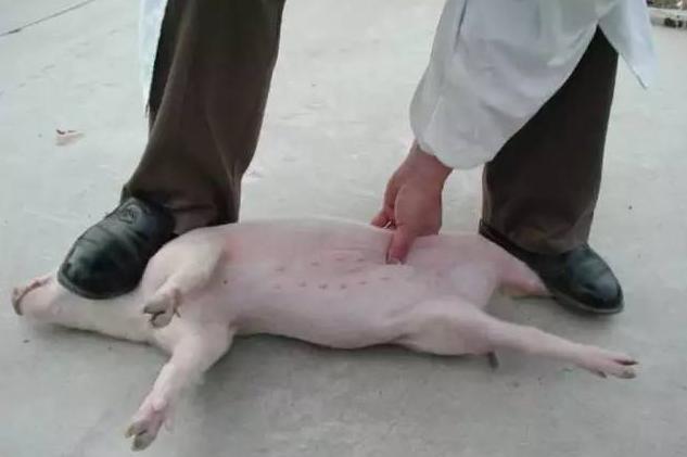 养猪技术丨养猪人马上遗忘的技术，母猪阉割小手术“详细流程”