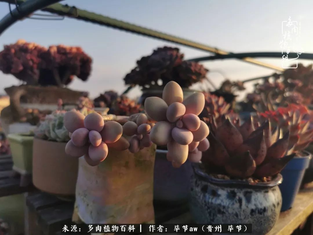 有多少次的会心一笑，全因多肉！那是一种心间流出的甜