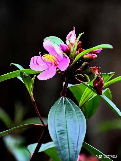 牡丹和观赏牡丹区别,牡丹的形态特征与什么花不同