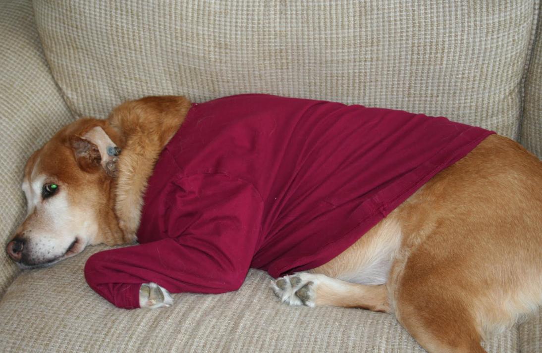 看到小狗耳朵被缝钮扣？别担心，这是“耳血肿”的特殊治疗法