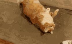 瀹犵埍鍥介檯鍔ㄧ墿鍖婚櫌闄㈣,瀹犵埍鍥介檯鍔ㄧ墿鍖婚櫌浣撳唴椹辫櫕