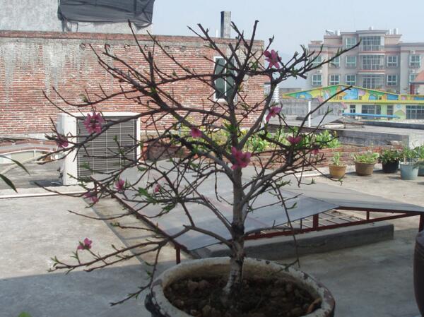 轻土桃花盆栽,桃花盆栽水培