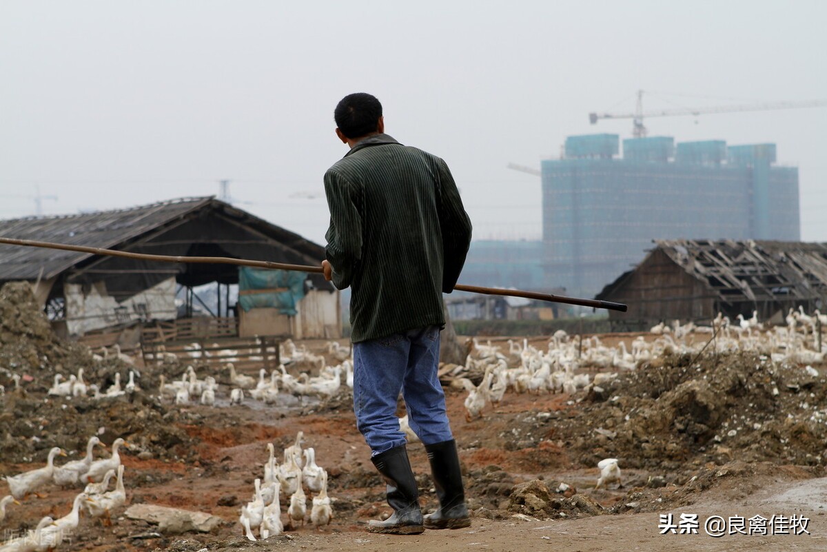 霉菌毒素对蛋鸡的危害,霉菌毒素的危害有哪些
