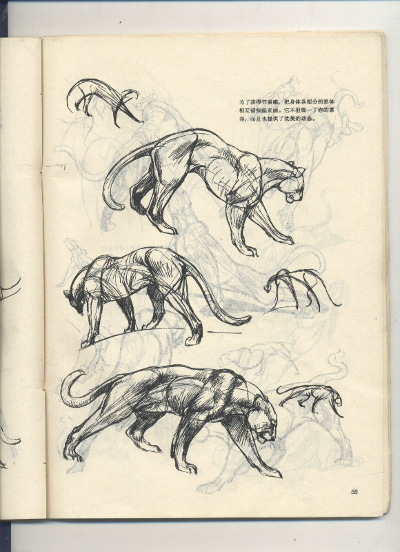 一百幅动物素描,近百幅动物画