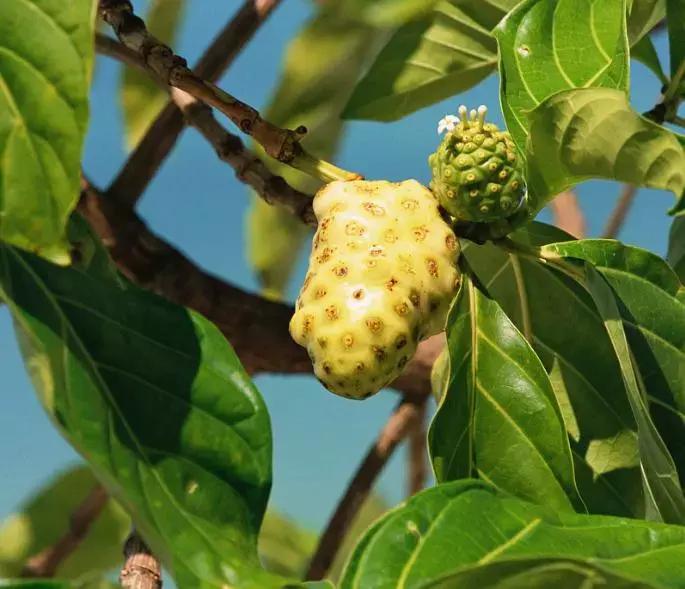 能致富的中药材品种,发家致富的神奇植物