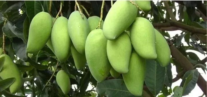 越南大青芒芒果中的巨无霸,越南大青芒泰国酸脆青芒果