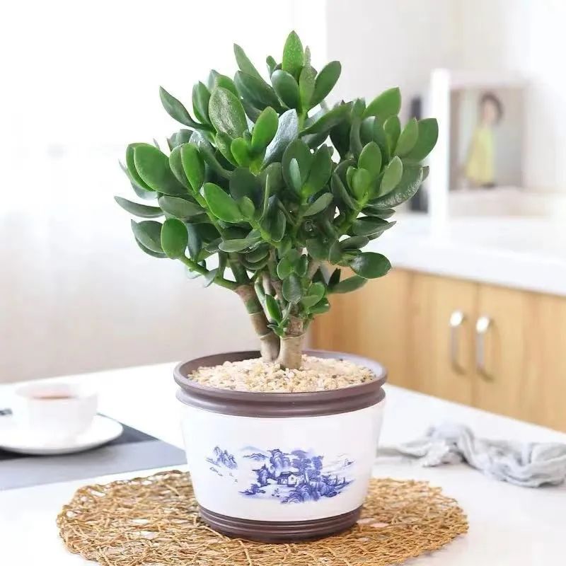 家里养花养得好代表什么,家里养花大全及寓意