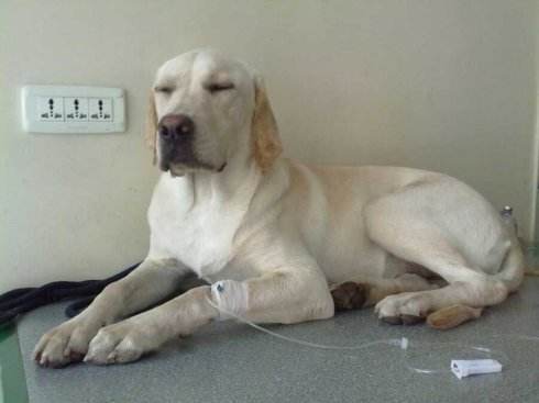 狗狗生病治疗贵不贵,狗狗50种常见疾病及治疗方法