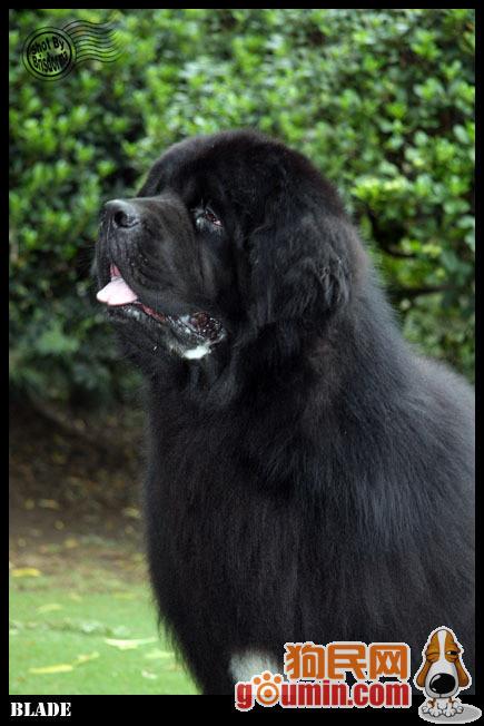 狗狗大全,送给喜欢狗的人）