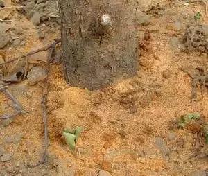 果树清园到底用什么药最好,冬季蜜柚清园管理要点