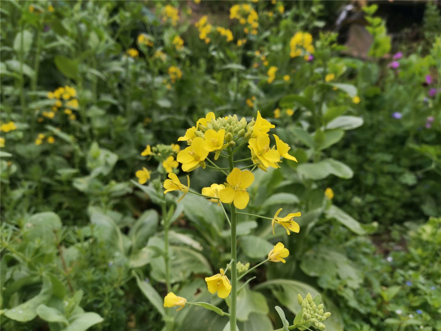 v20荣耀升级鸿蒙感受,荣耀v20升级鸿蒙2.0.0.165好不好