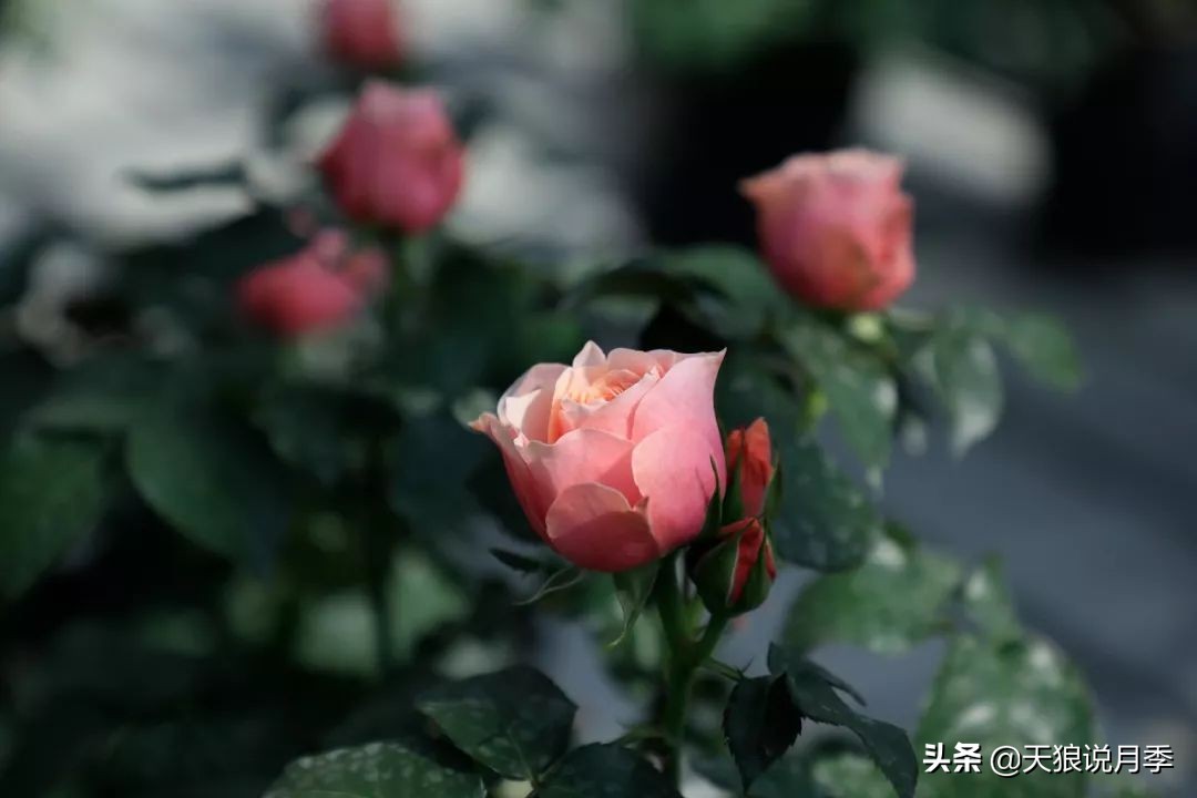 都说“最美人间四月天”，应该就是月季开花的模样吧！