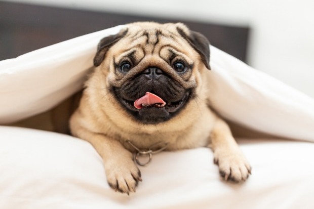 狗狗的肚脐凸起图片,狗狗脐疝鼓包为什么会漏