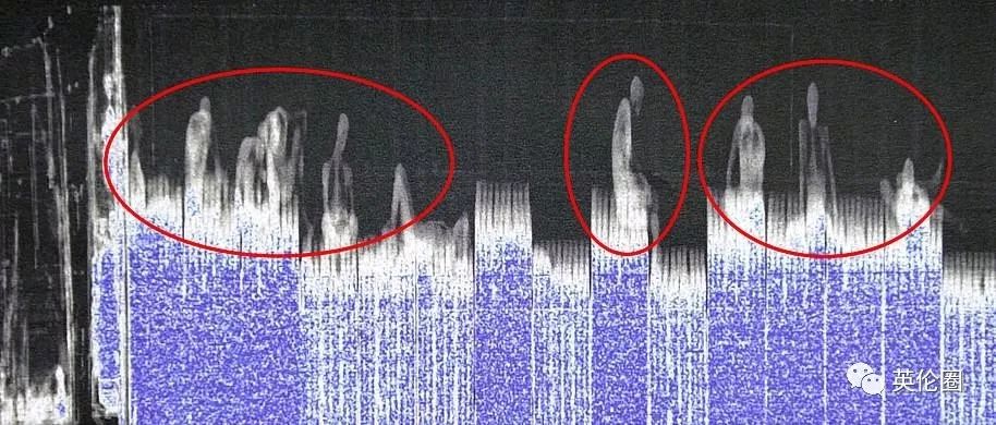 英国警方谈越南遇难,39人惨死英国最新消息
