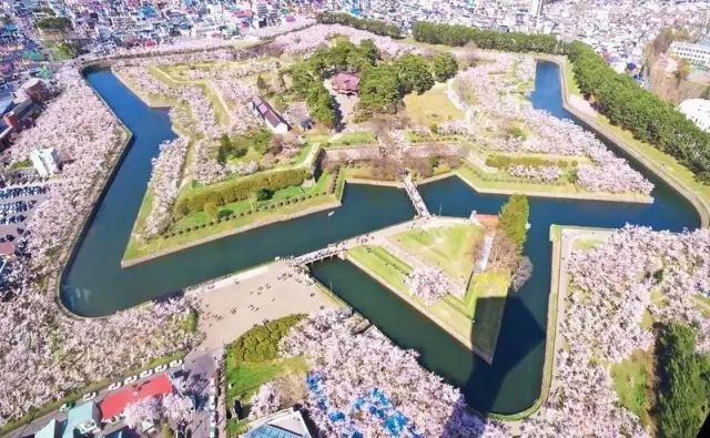 等你盛开，北海道之樱（文末也有福利在等你）